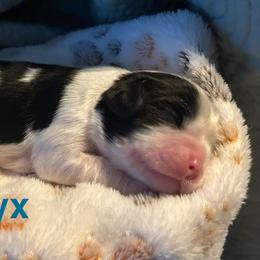 Onyx - Black and white male Cavalier King Charles Spaniel puppy in Sandstone, Minnesota from Peaceful Garden Cavaliers