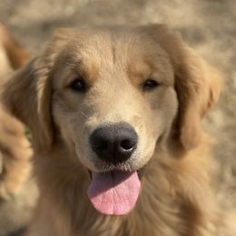 Pretzel - Golden Retriever