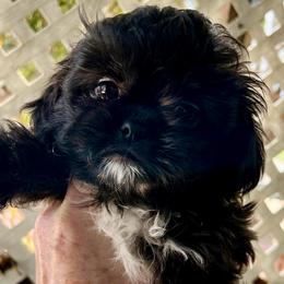Prince - Black and white male Shih Tzu puppy in Victorville, California from Precioustzus