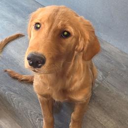Flower - Golden female Golden Retriever puppy in Phoenix, Arizona from Ashrose Kennels