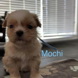 Mochi - Gold and white male Shorkie puppy in San Tan Valley, Arizona from Great Mates