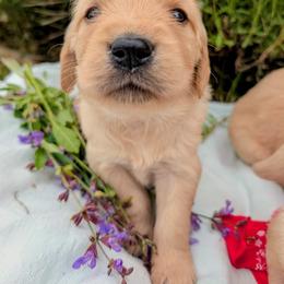 Nelson - Golden male Golden Retriever puppy in Colville, Washington from Rosehaven Homestead