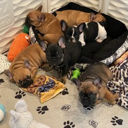 French Bulldog Puppies from GavFam Frenchies