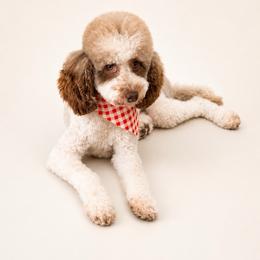 Blaze - Parti male Poodle puppy in Southampton, New Jersey from Lavishly Loved Pets LLC
