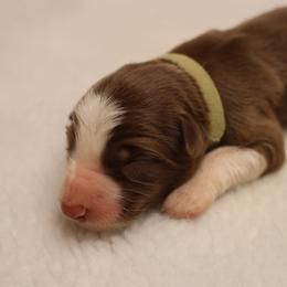 Teal Collar - Red female Border Collie puppy in Courtland, Alabama from C Bar C Ranch Border Collies