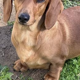 Dachshund puppies from DeLorenzo Dachshunds
