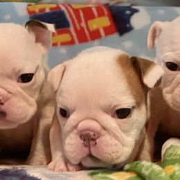 Bulldogs from Dejah Bleu Bulldogs