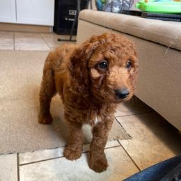 Theo - Red male Cavapoo puppy in Sugarcreek, Ohio from True Hearted Doodles