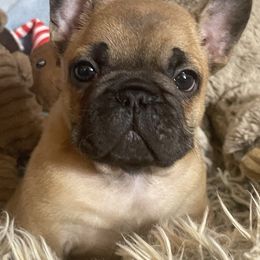 French Bulldog Puppies from Beloved Frenchies
