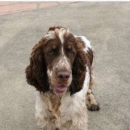 English Springer Spaniels from BAR Z Springers