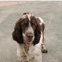 English Springer Spaniels from BAR Z Springers