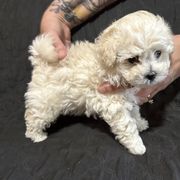 Indy - White male Bolognese puppy in Fall River Mills, California from Kenalee Farm