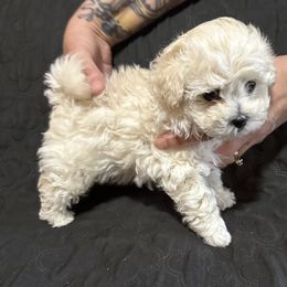 Indy - White male Bolognese puppy in Fall River Mills, California from Kenalee Farm