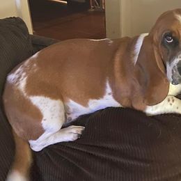 Basset Hounds from Michelle's Bassett Hounds