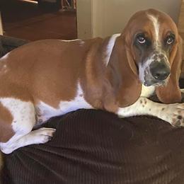 Basset Hounds from Michelle's Bassett Hounds