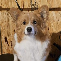 Wyatt - Pembroke Welsh Corgi