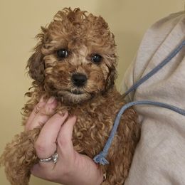 Belly - Sable and white female Cockapoo puppy in Galena, Illinois from Perry's doodles