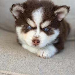 Michelangelo - Chocolate male Pomsky puppy in Memphis, Missouri from Happy Hills Kennels