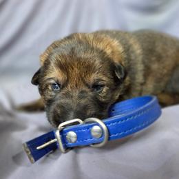 Dark blue - Sable male German Shepherd puppy in Motley, Minnesota from Von Thomson Haus