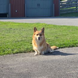 Pembroke Welsh Corgi puppies from Salted Rim Corgis