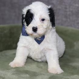 Chalk - Black and chalk male Australian Labradoodle puppy in Calhoun, Louisiana from Arrowhead Australian Labradoodles