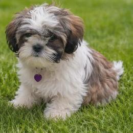 Halley's Comet - Brindle and white female Shih Tzu puppy in Benbrook, Texas from 2 Sons & 4 Paws Puppies