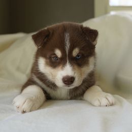 Avery - Red and white Siberian Husky puppy in Wiscasset, Maine from Running with Huskies