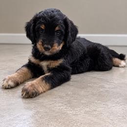Joy - Black phantom female Assorted Doodle Crosses puppy in Waco, Georgia from Huff Family Doxies & Doodles