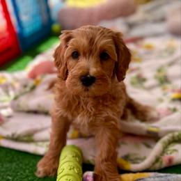 Speck - Caramel male Australian Labradoodle puppy in Londonderry, New Hampshire from Granite State Labradoodles