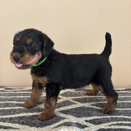 Whiskey - Black and tan male Airedale Terrier puppy in Huntersville, North Carolina from Cool Hand Luke Kennels