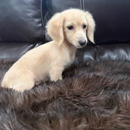 Goldie - Cream female Dachshund puppy in Durant, Oklahoma from Big Creek Mini Dachshund