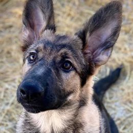 German Shepherds from TJ’s South Bench German Shepherds