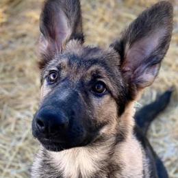 German Shepherds from TJ’s South Bench German Shepherds