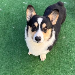 Thanos - Pembroke Welsh Corgi