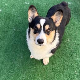 Thanos - Pembroke Welsh Corgi