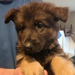 Abigail - Black and red female German Shepherd puppy in Columbus, Indiana from Stony Lonesome GSD