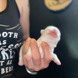 Josh - White male Morkie puppy in Taylorsville, North Carolina from Mountain Top Hot Tailz