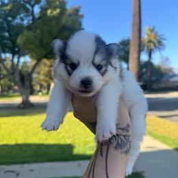 Pie - Gray and white male Pomsky puppy in La Verne, California from Red Cedar Pomskies