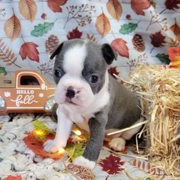 M5 - Blue male Boston Terrier puppy in Wilson, North Carolina from Chrysco Boston Terriers