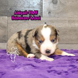 Abigail - Blue merle female Miniature American Shepherd puppy in Elgin, Oregon from Cross L Miniature American Shepherds