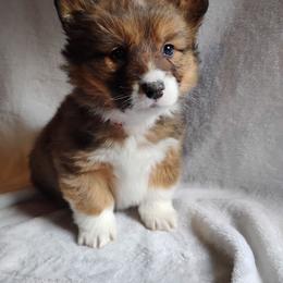 Fluffy Red collar - Sable male Pembroke Welsh Corgi puppy in Yelm, Washington from Tolbolton Creek Corgis