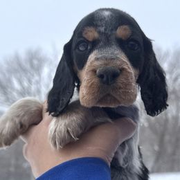 Barnaby - Black white and tan male English Springer Spaniel puppy in Bay City, Wisconsin from Springer Hills Farm