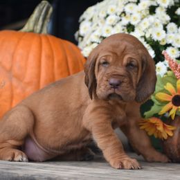Dolly - Red female Bloodhound puppy in New Edinburg, Arkansas from Blue Collar Kennelz