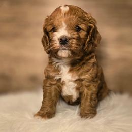 Boy - Buff and white male Cockapoo puppy in Fort Worth, Texas from Southern Belle Doodles