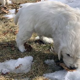 Golden Retriever Puppies from MYSnowAngels