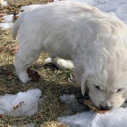 Golden Retriever Puppies from MYSnowAngels