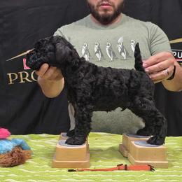 Orange - Black male Kerry Blue Terrier puppy in Waddell, Arizona from Lighthouse Kerry Blue Terriers