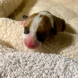 Lorna - Fawn female Pembroke Welsh Corgi puppy in Grand Junction, Colorado from Mount Garfield Corgis