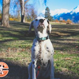 Summer - White and black Dalmatian puppy in Clinton, Missouri from Dalmatia BnB