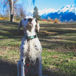Summer - White and black Dalmatian puppy in Clinton, Missouri from Dalmatia BnB